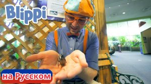 Песня «Музей Науки» | Блиппи на Русском | Изучай этот Мир вместе с Блиппи | Blippi