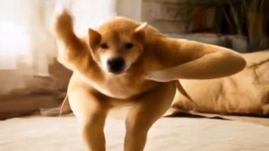 Приколы: Собака гибрид на дискотеке. Посмотри!