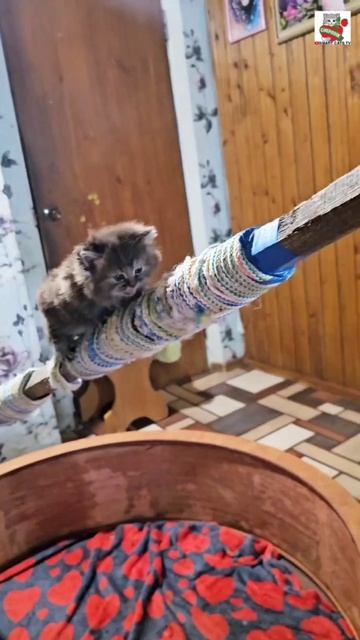 Пуся перед обедом потренировала свою сестричку 💪😻👍❤️🐈 #кошкаикотёнок