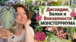ЧТО Белка привезла с МОНСТЕРРИУМА? Распаковка, Обзор и МОЙ СЕКРЕТ ухода за ДИСХИДИЯМИ.