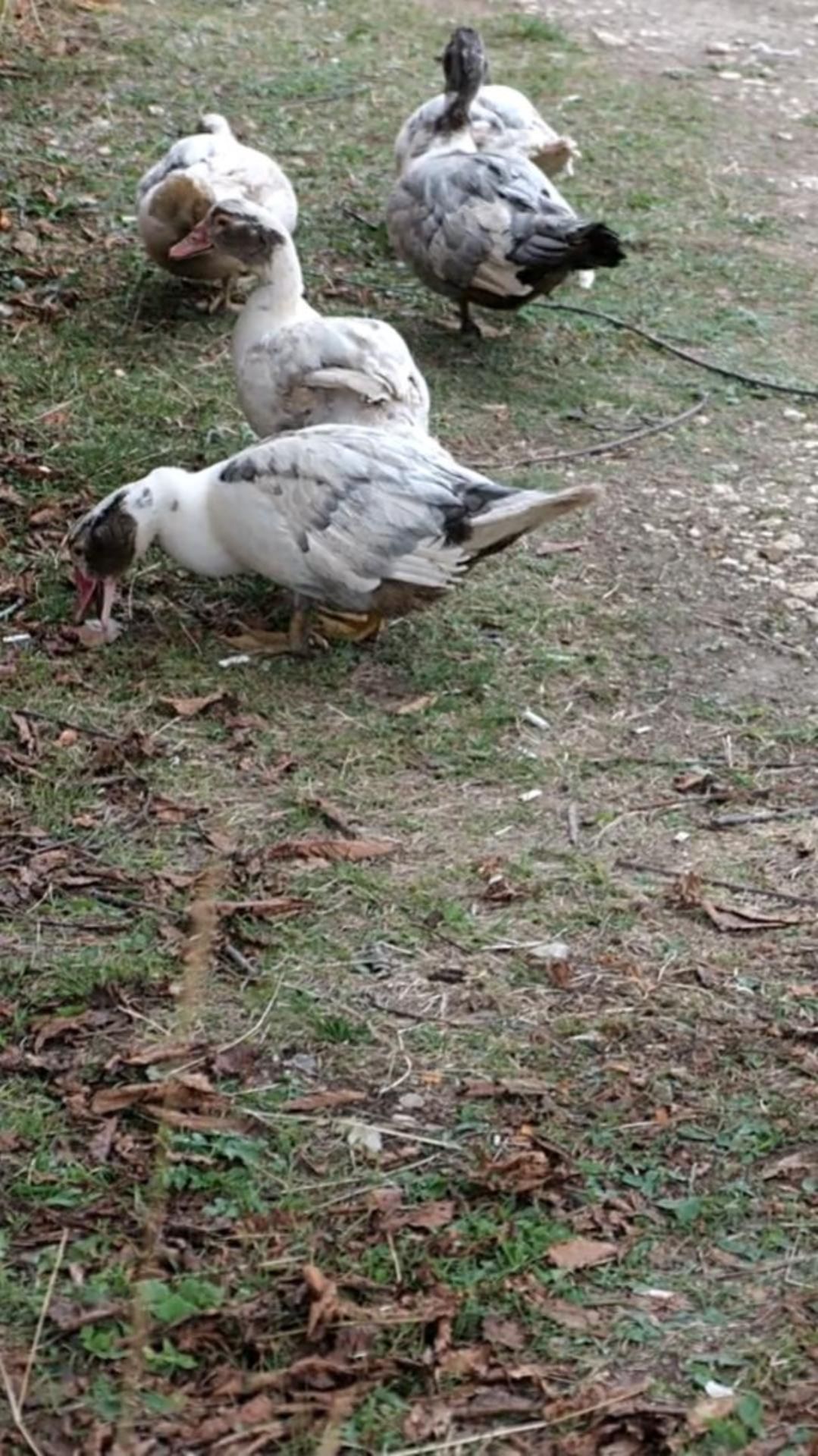 Уточки на прогулке ...