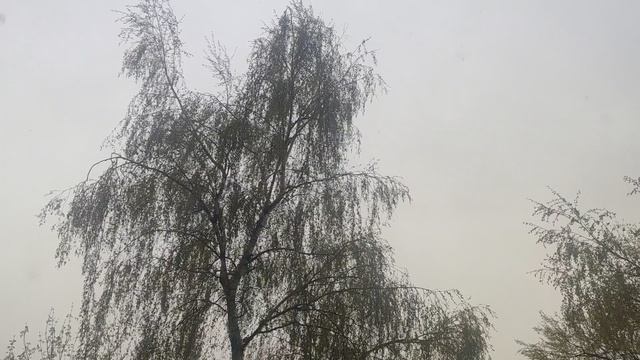 27 апреля магический пасмурный снежный прогноз погоды от волшебника Предсказание сбылось...