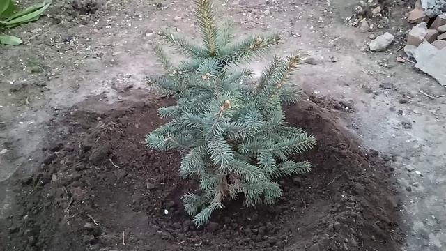 Сбылась моя мечта, купила хвойные...