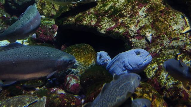 Полосатая зубатка, или морской волк. Треска. Навага северная. Рыбы. Рыбки. Москвариум 2026