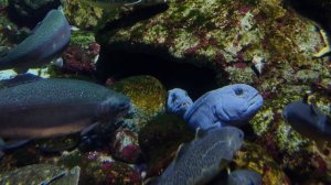 Полосатая зубатка, или морской волк. Треска. Навага северная. Рыбы. Рыбки. Москвариум 2026