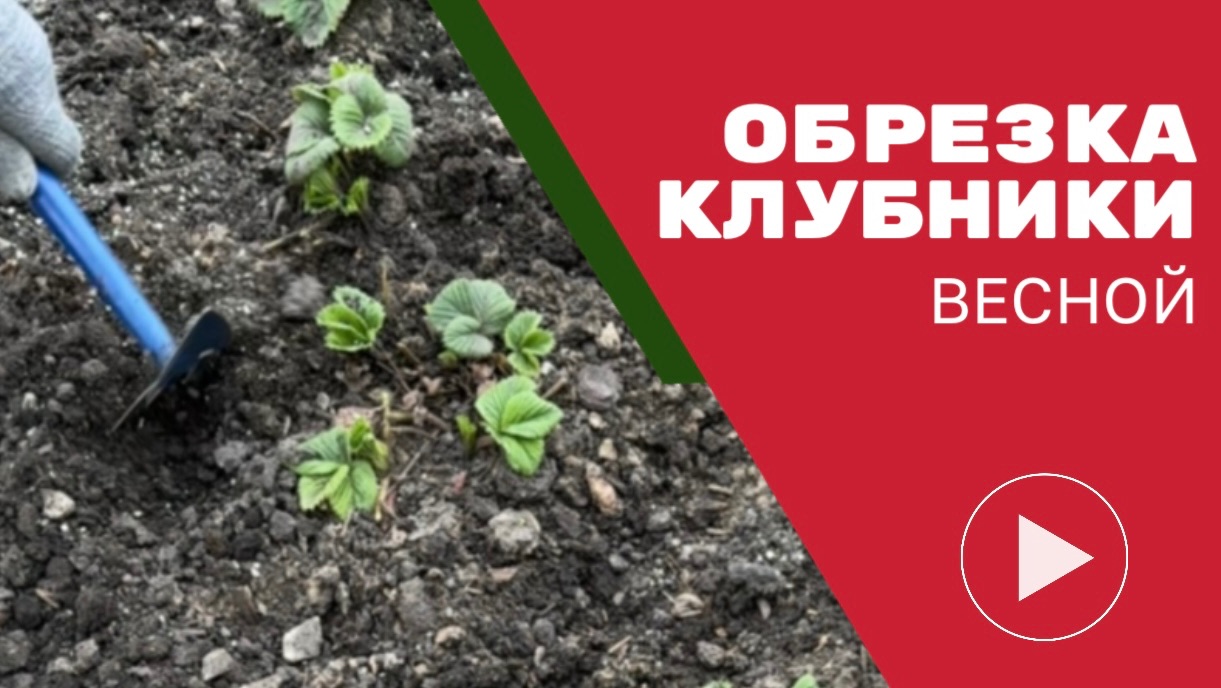 Обрезка клубники весной — секреты богатого урожая