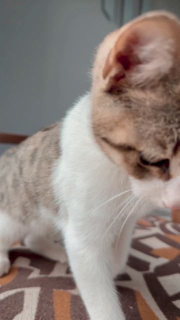 Котик🐈