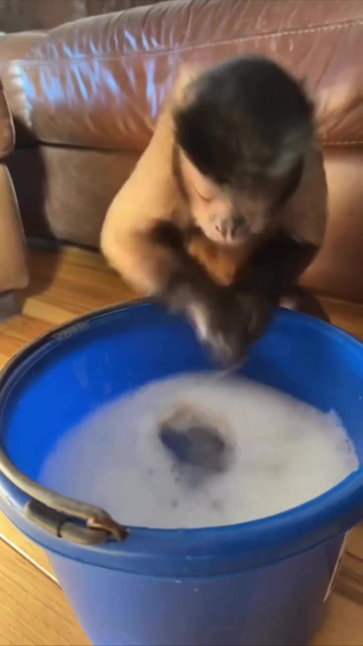 #животные #видео #Милые