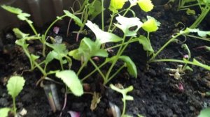 РЕДИСКА. Как выращивать? Дома, на окне, на подоконнике, в квартире, на балконе, в огороде. Урожай