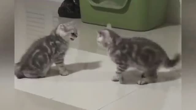 Смешные видео с разными животными 🐶🐕🐸🐢🐈 Ржака