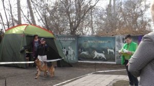 ЛУЧШАЯ СОБАКА ДО ДВУХ ЛЕТ.СРАВНЕНИЕ