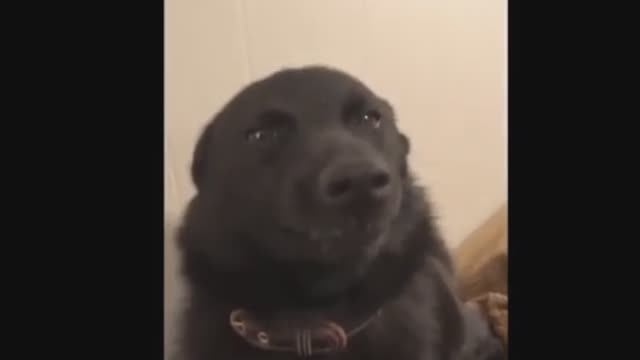 Смешные видео с разными животными 🐈🐱🐶 топ смешных мемов 2026