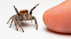 ЧТО-ТО ПРОИЗОШЛО С ПАУКОМ РОДРИГО!