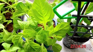 27 АПРЕЛЯ🌡🌨🌧РАСТИШКИ НА ПОДОКОННИКЕ