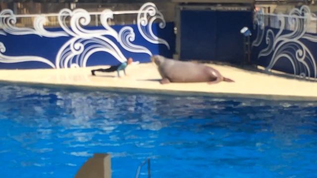 Шоу моржа в Аквапарке The Land of Legends в Турции.