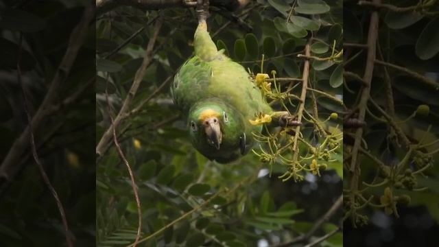 Желтолобый амазон (Amazona Ochrocephala)  в заповеднике Лос Лорос в Колумбии.