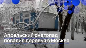 Апрельский снегопад повалил деревья в Москве