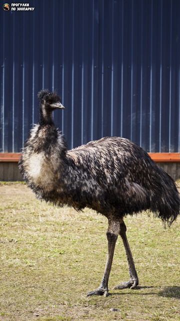 Эму остановился посреди вольера и думает. Зоо Дзен, Токсово, Ленинградская область