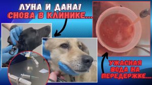 Раны у Луны затянулись, но случилась другая беда!