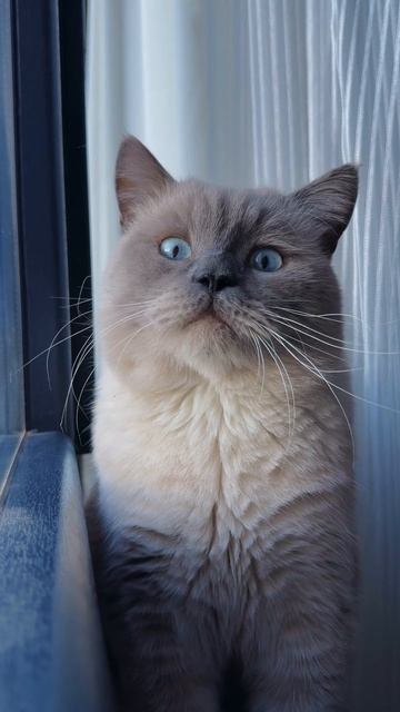Котик😃