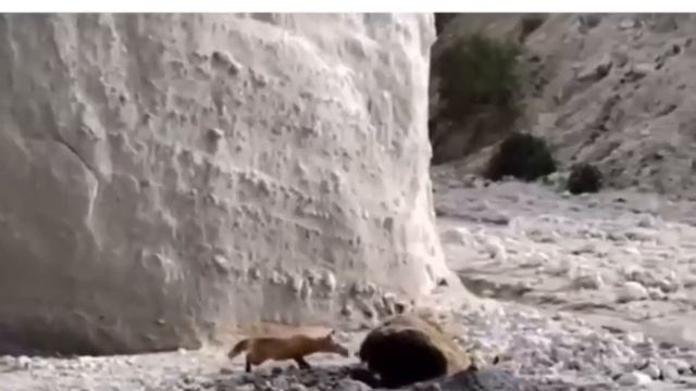 Народная лисья забава