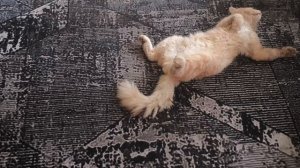 Каждый рыжик имеет право отдохнуть...