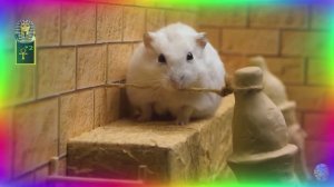 Загадочные испытания хомячка Римская и Египетская мифология. часть 2