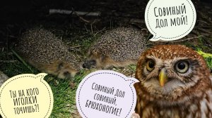 Разборки ежей при Совешне. Сыч Лучик подглядывает за совами сплюшками. Тревожный Пёс Кубик
