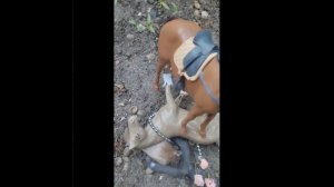 2 сезон 2 серия серял лошадь востока