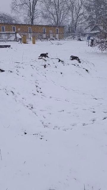 Зима вернулась ❄️ даже гуси 🪿 не очень рады