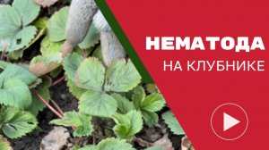 Нематода на клубнике: как выглядит, методы борьбы, препараты