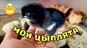 Мои ЦЫПЛЯТА в 2026 году 🐥