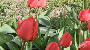 Танец цветов.Тюльпаны.