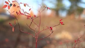 Русский крест. Церковь Воскресения Христова в селе Ирта. 26.04.2026