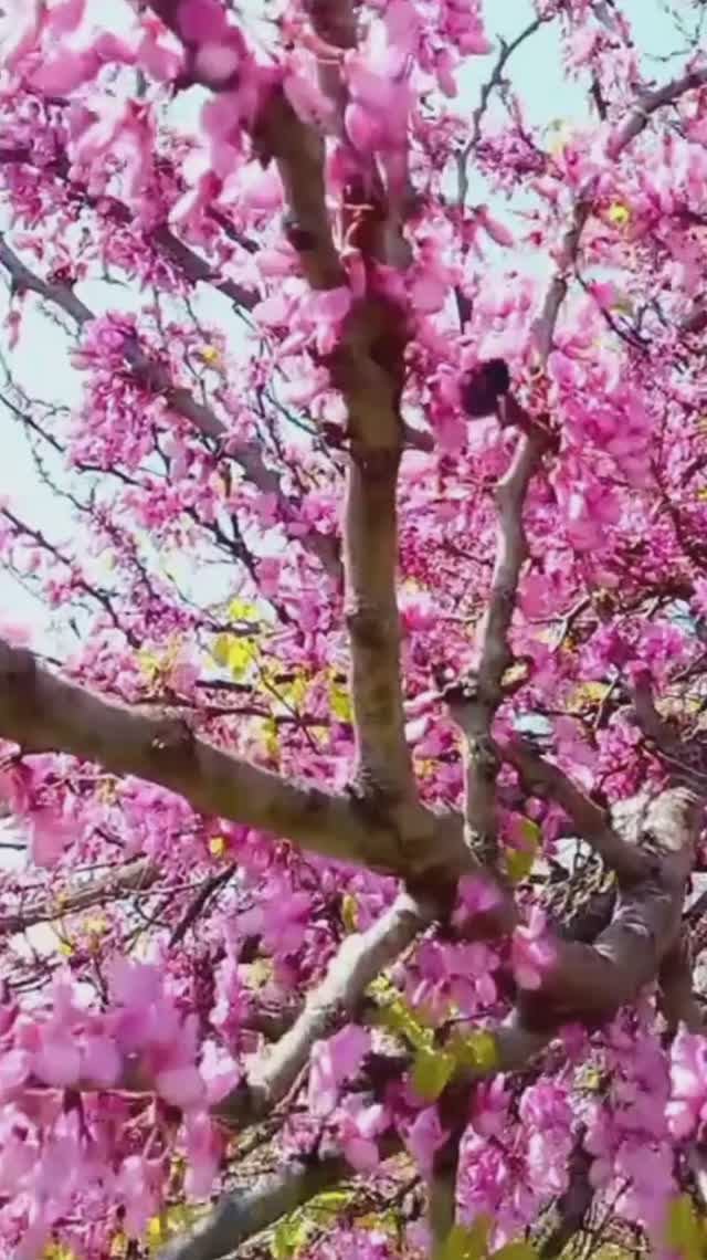 Весенние краски Аланьи. Турция 2026.