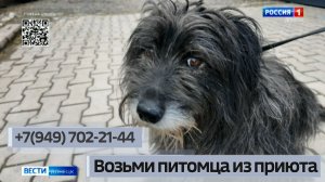 Возьми питомца из приюта