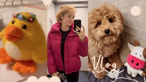 Собачьи радости | Продуктовая проверка | Апрельский влог