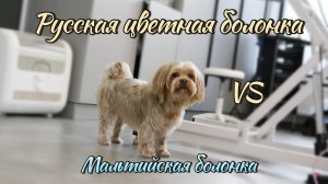 🐾Русская цветная болонка. Рассказ о породе. Отличие от мальтийской болонки.