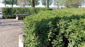 Приморская набережная в Ейске. Море цвета кофе с молоком🌊. Поґибшие дельфины на берегу