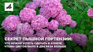 Секрет пышной гортензии: что нужно успеть сделать в апреле, чтобы цветов было в два раза больше