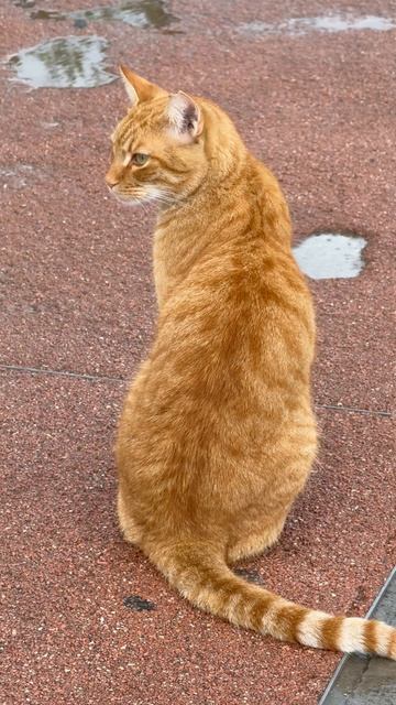 Котики 🐈