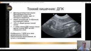 Вебинар УЗИ желудочно-кишечного тракта у мелких домашних животны-01