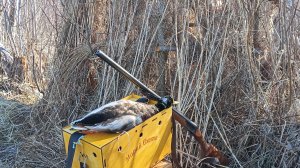 От шалаша до выстрела: охота на селезня с подсадной уткой сезон 2026г.