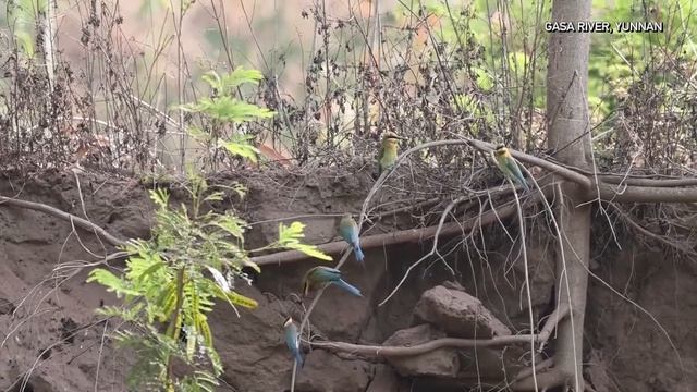 🐦Одни из самых красивых птиц Китая возвращаются в провинцию Юньнань