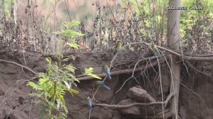 🐦Одни из самых красивых птиц Китая возвращаются в провинцию Юньнань