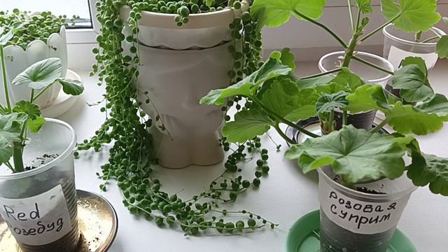 Наращивание крепкой корневой системы,на черенках Пеларгонии