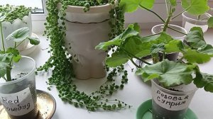 Наращивание крепкой корневой системы,на черенках Пеларгонии