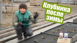 Чем обработать клубнику весной. Сроки обработки земляники