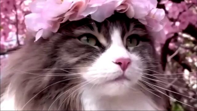 Заставка для видео Кошка невеста № 545