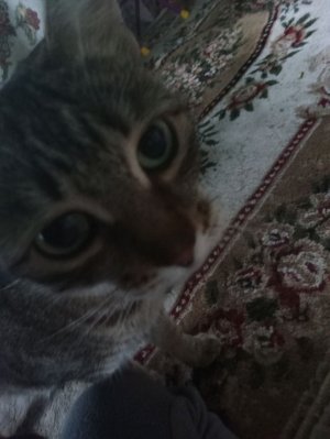 у меня появилась кошка?